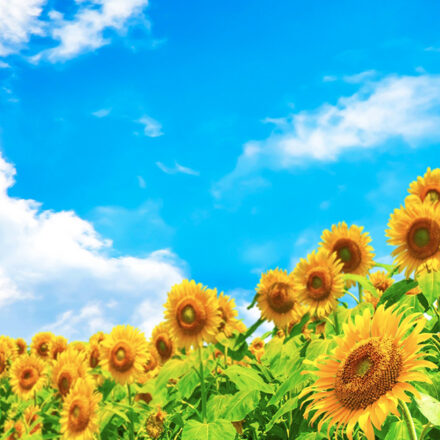 夏季休暇のお知らせ